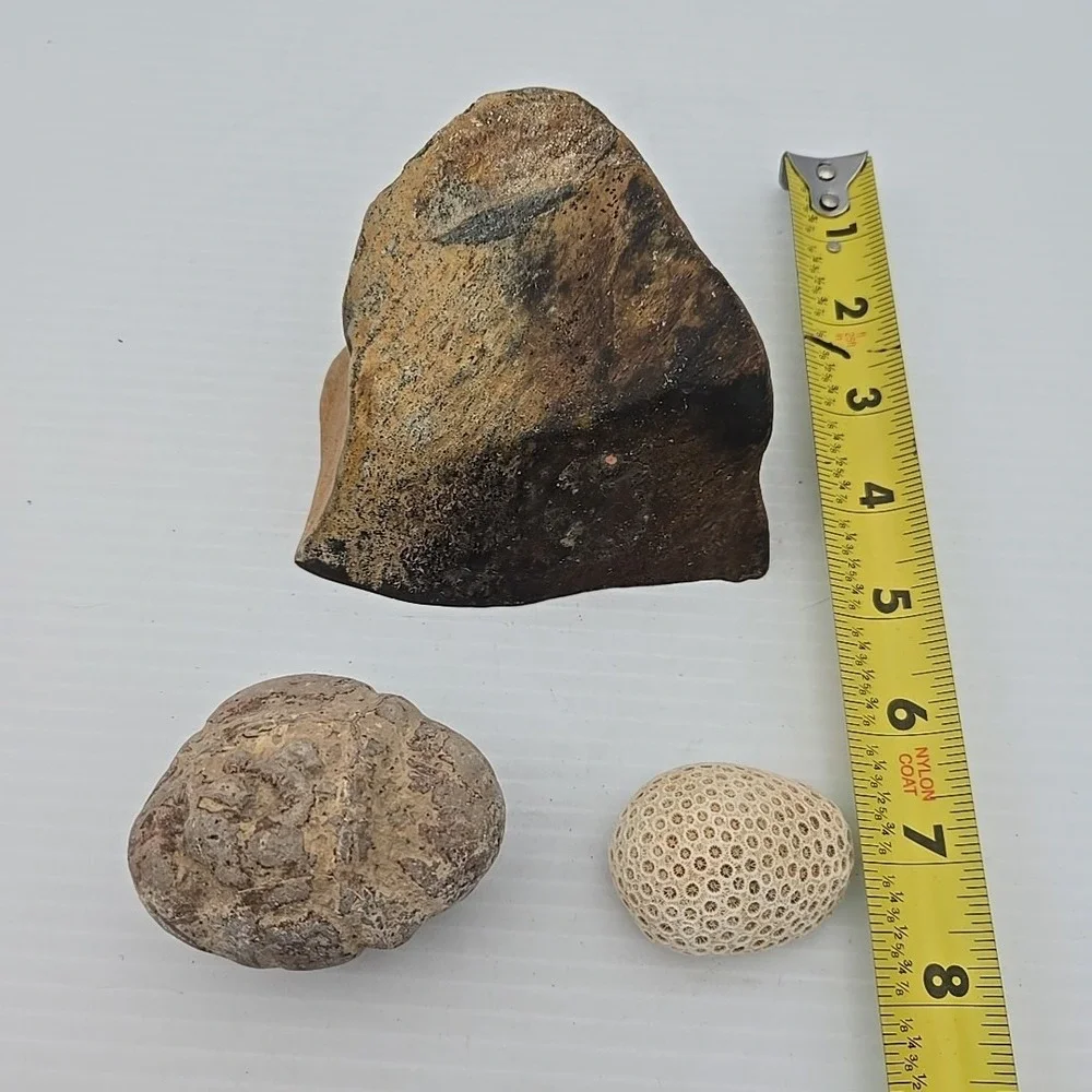 Unique Rock / Fossil Lot Of 3